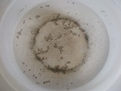 This is a bowl with water from our faucet on Christmas Eve... live worms and dead ant bodies! Needless to say, we were shower-less for a while. The worms were crawling out of the shower head!